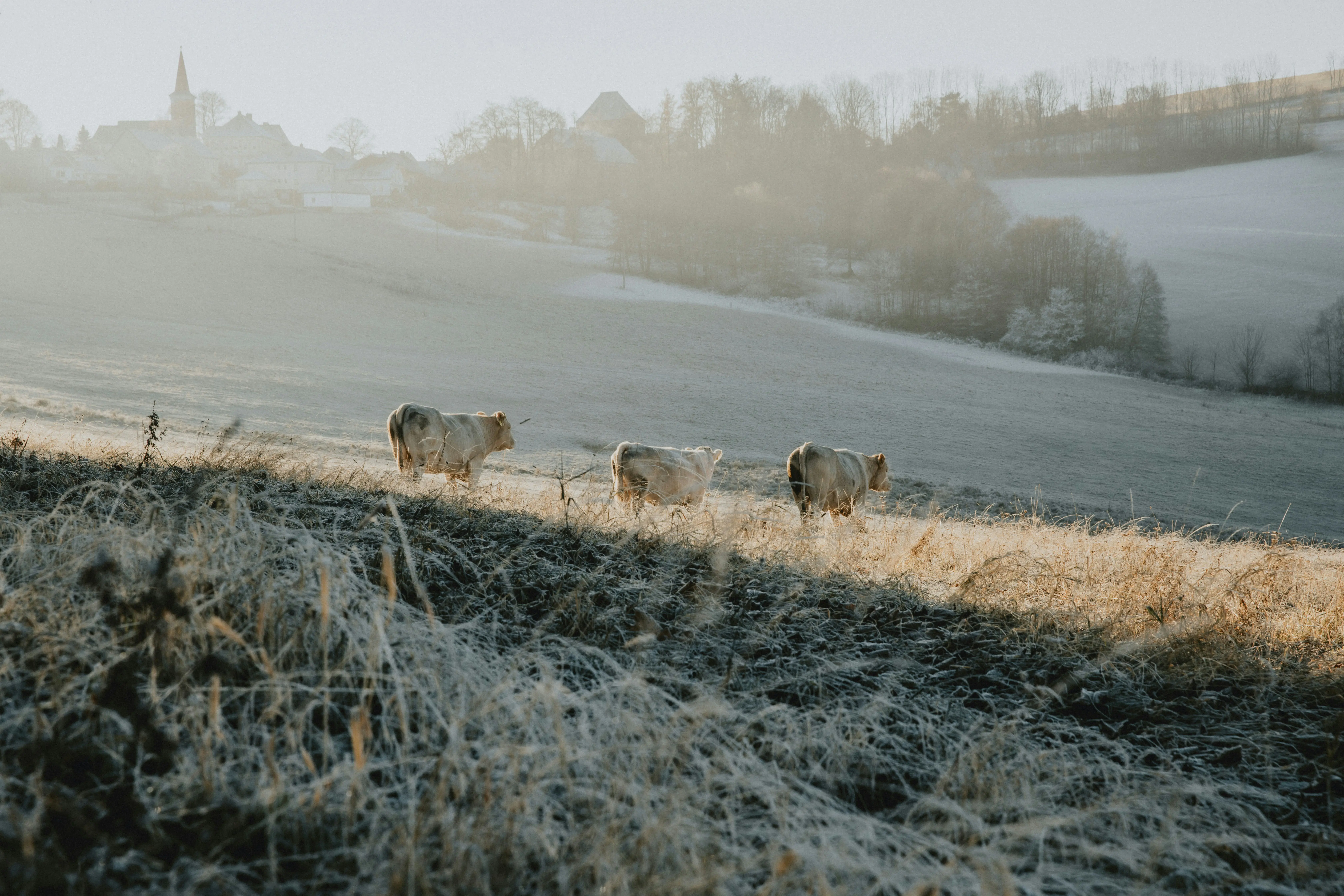 Sélection du lait